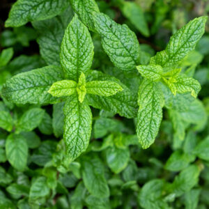 Herb Spearmint Mentha Spicata
