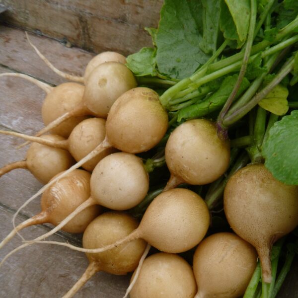 Radish - Zlata Yellow - Image 3