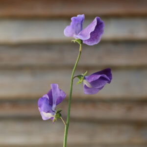 Sweet Pea Royal Family Lavender