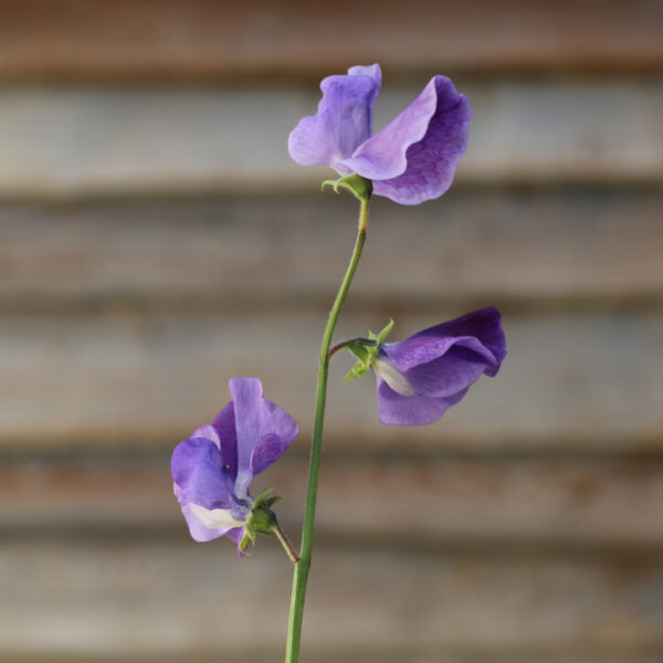 Sweet Pea Royal Family Lavender