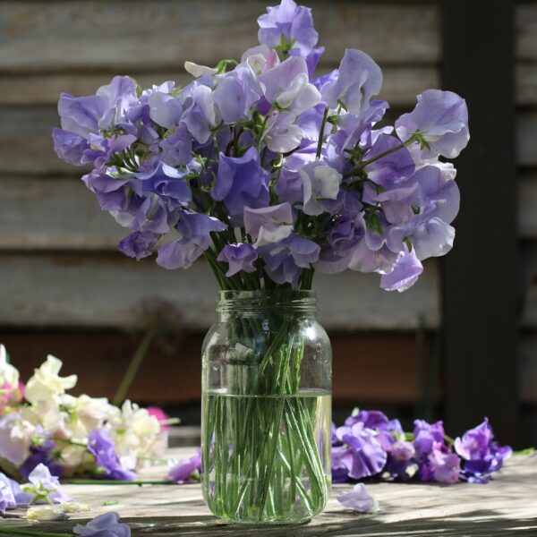 Sweet Pea Royal Family Lavender - Image 2