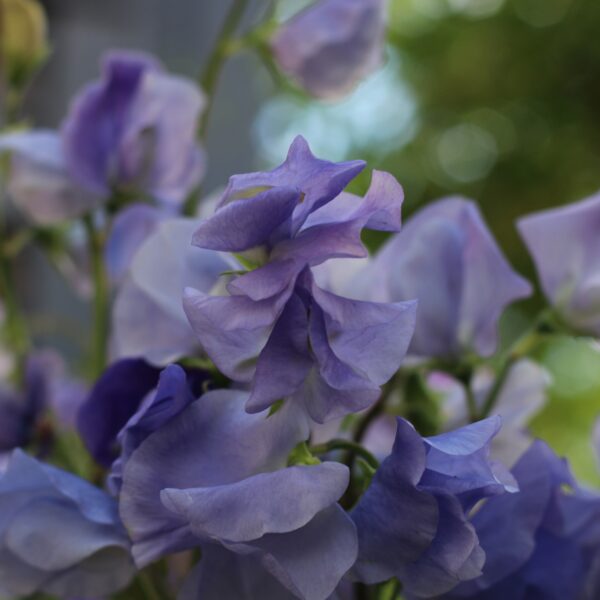 Sweet Pea Royal Family Lavender - Image 3