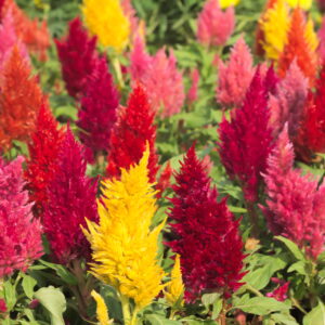 Celosia Seeds