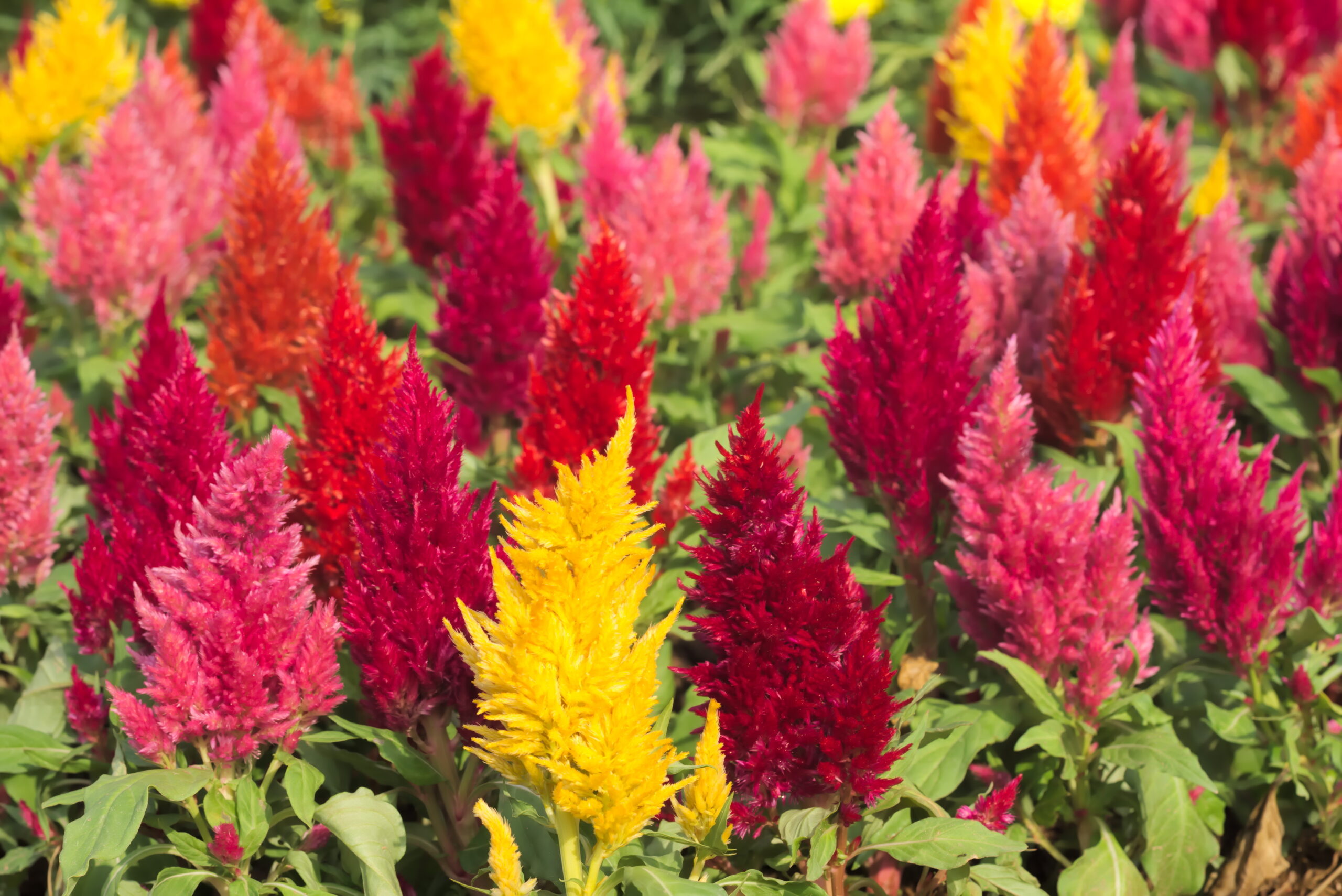Cockscomb Celosia Argentea Plumosa Cockscomb Celosia Argentea Plumosa
