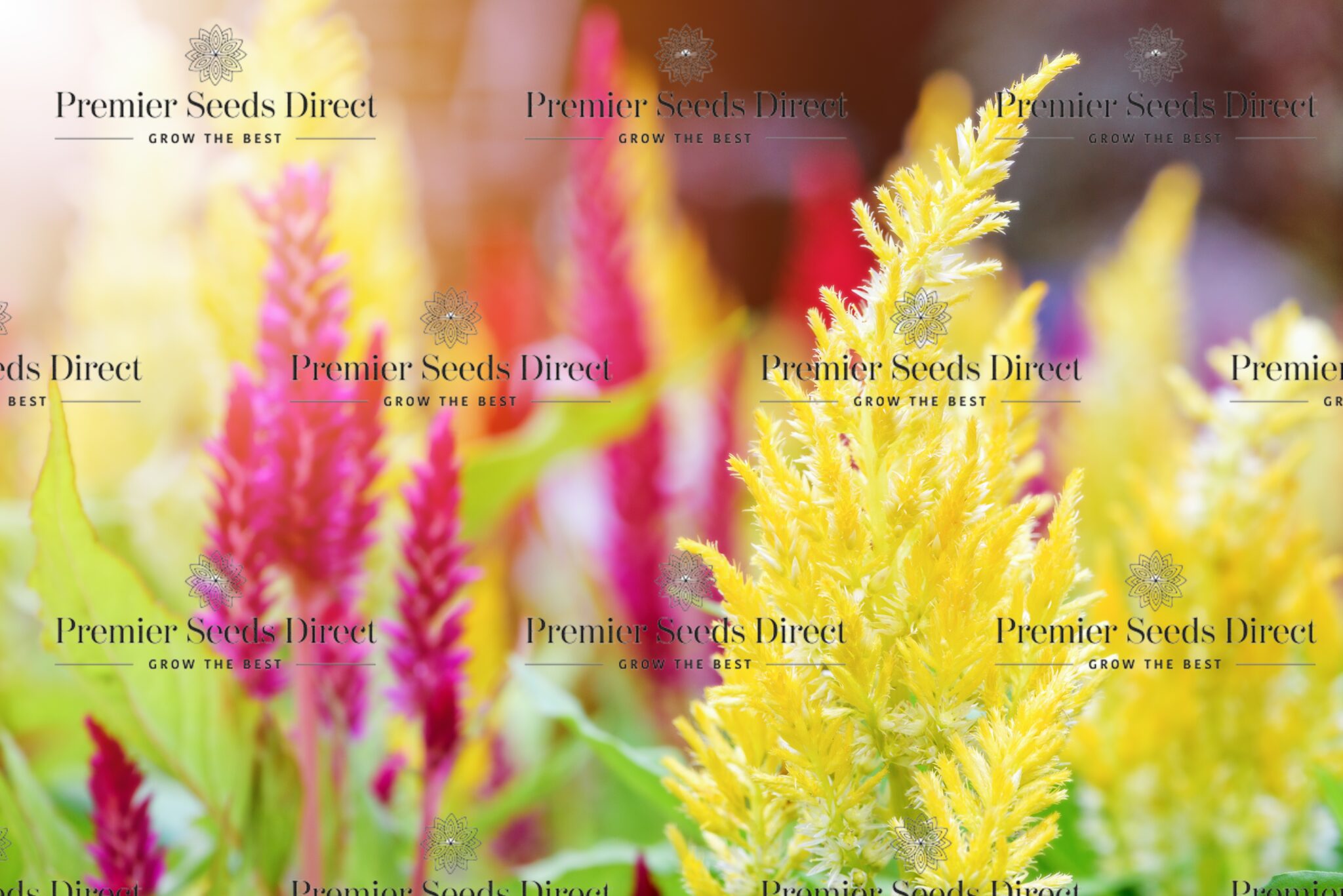 COCKSCOMB (PAMPASS PLUME) - CELOSIA ARGENTEA PLUMOSA/ Celosia ...
