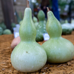 Pale green Large Bottle Gourds freshly harvested on bark wood chippings