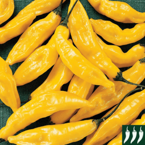 Pepper Hot - Lemon Drop