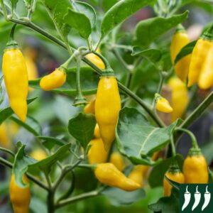 Pepper Hot - Lemon Drop