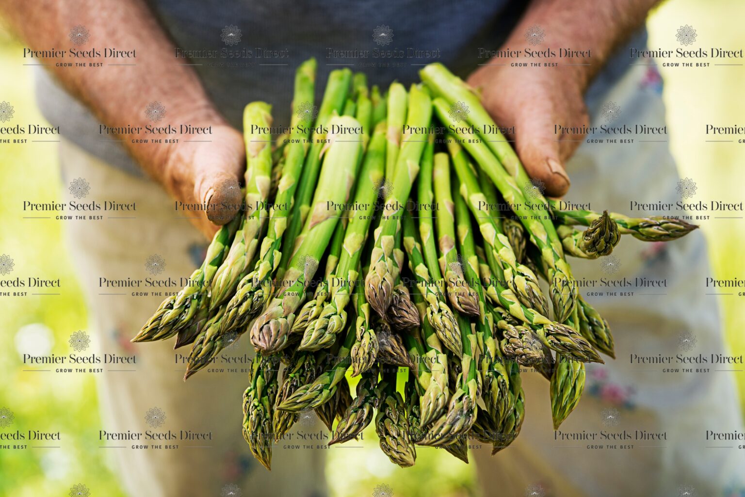 VEGETABLE ASPARAGUS UC 157 F2 ASPARAGUS Premier Seeds Direct ltd