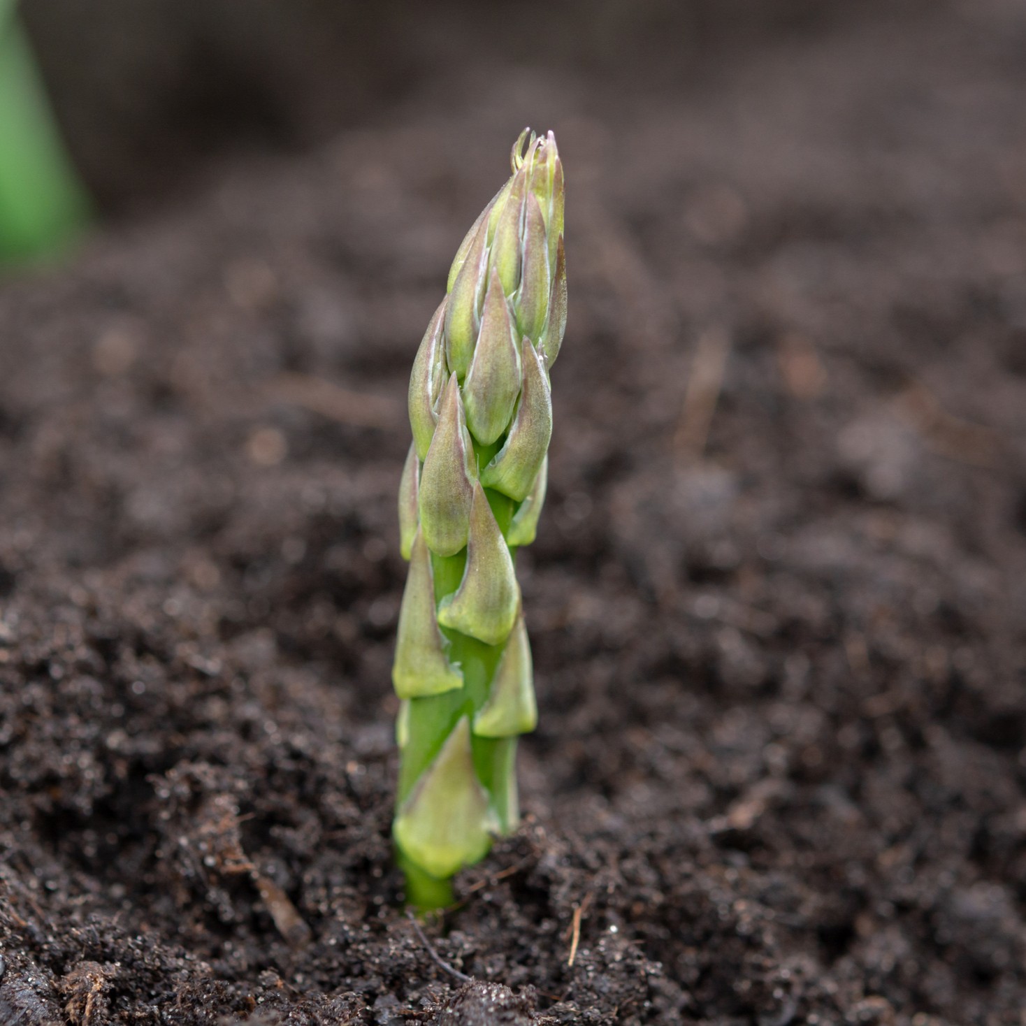 UC 72 Green Asparagus growing in the soil