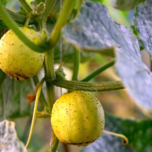 Cucumber Crystal Lemon