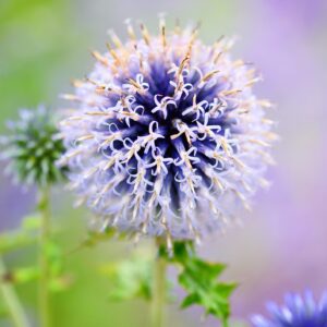Close up image of Echinops Ritro Metallic Blue Thistle flower with blurred background