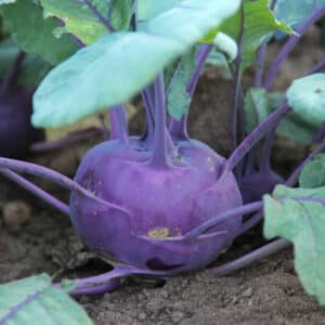 Purple Vienna Kohlrabi growing in the ground with dark blue green leaves