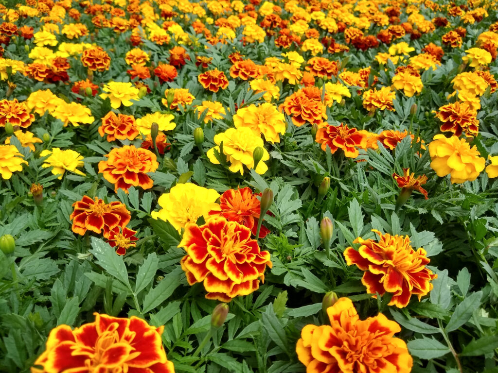 Marigold French Double Brocade Mix - Premier Seeds Direct