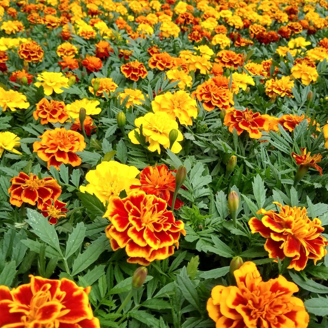 French Marigold (Tagetes erecta) Double Brocade Mix