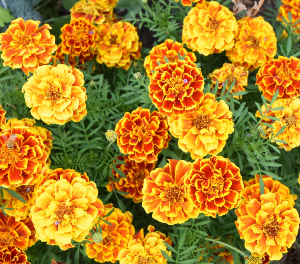 Marigold French Double Brocade Mix - Premier Seeds Direct