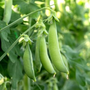 Sugar Snap Pea Sugar Bon