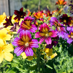 Salpiglossis (sinuata) Superbissima Mix