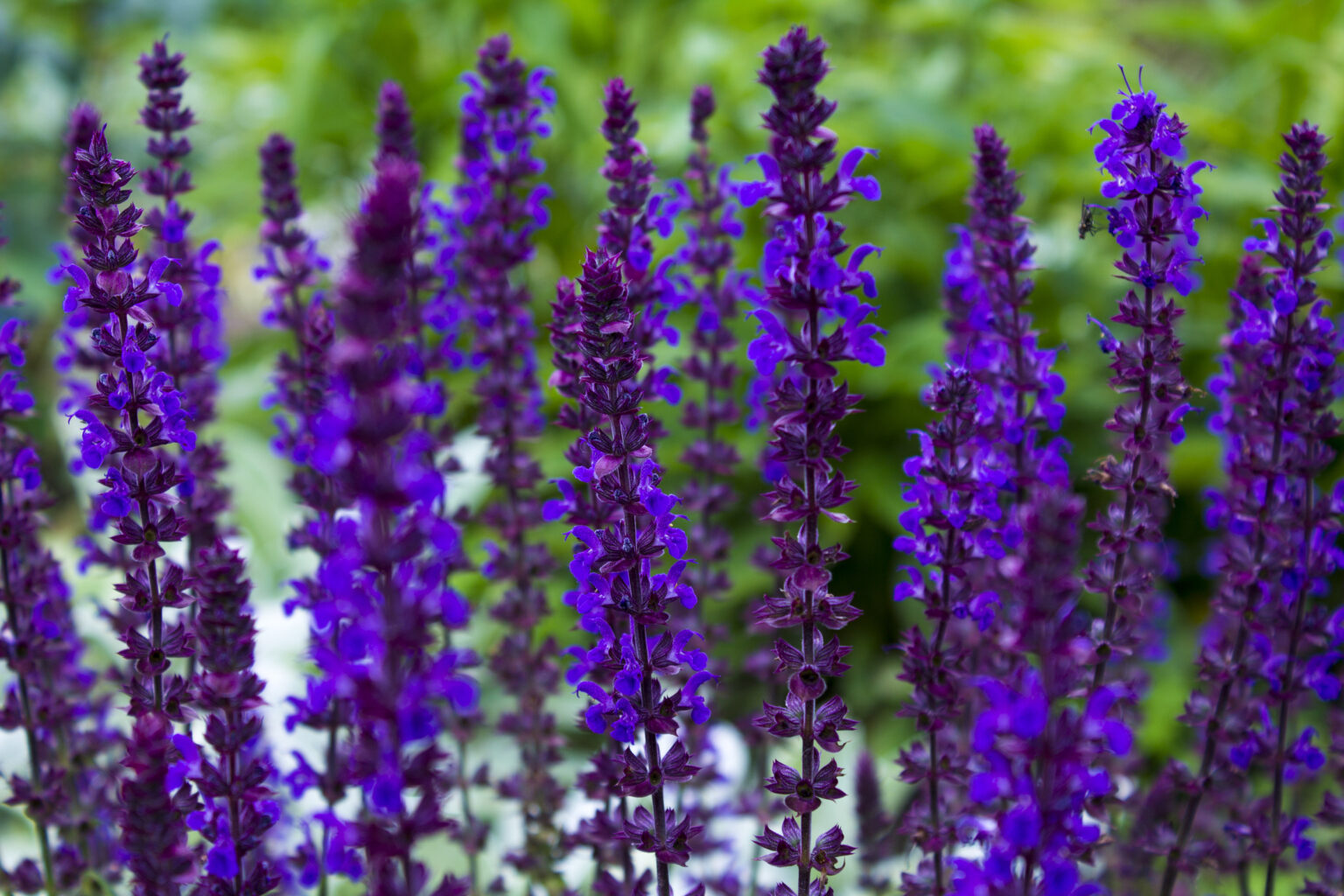 Salvia Nemorosa - Violet Queen - Premier Seeds Direct