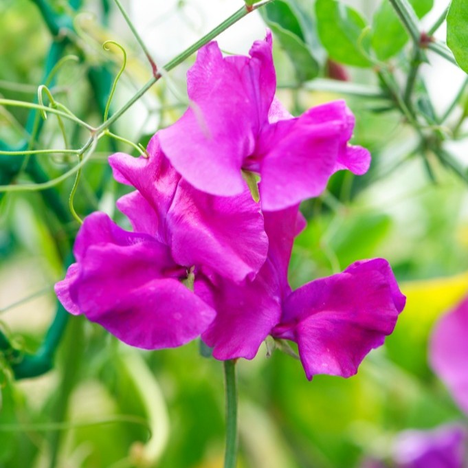 Sweet Pea Lipstick - Image 3