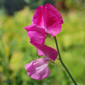 Sweet Pea Lipstick