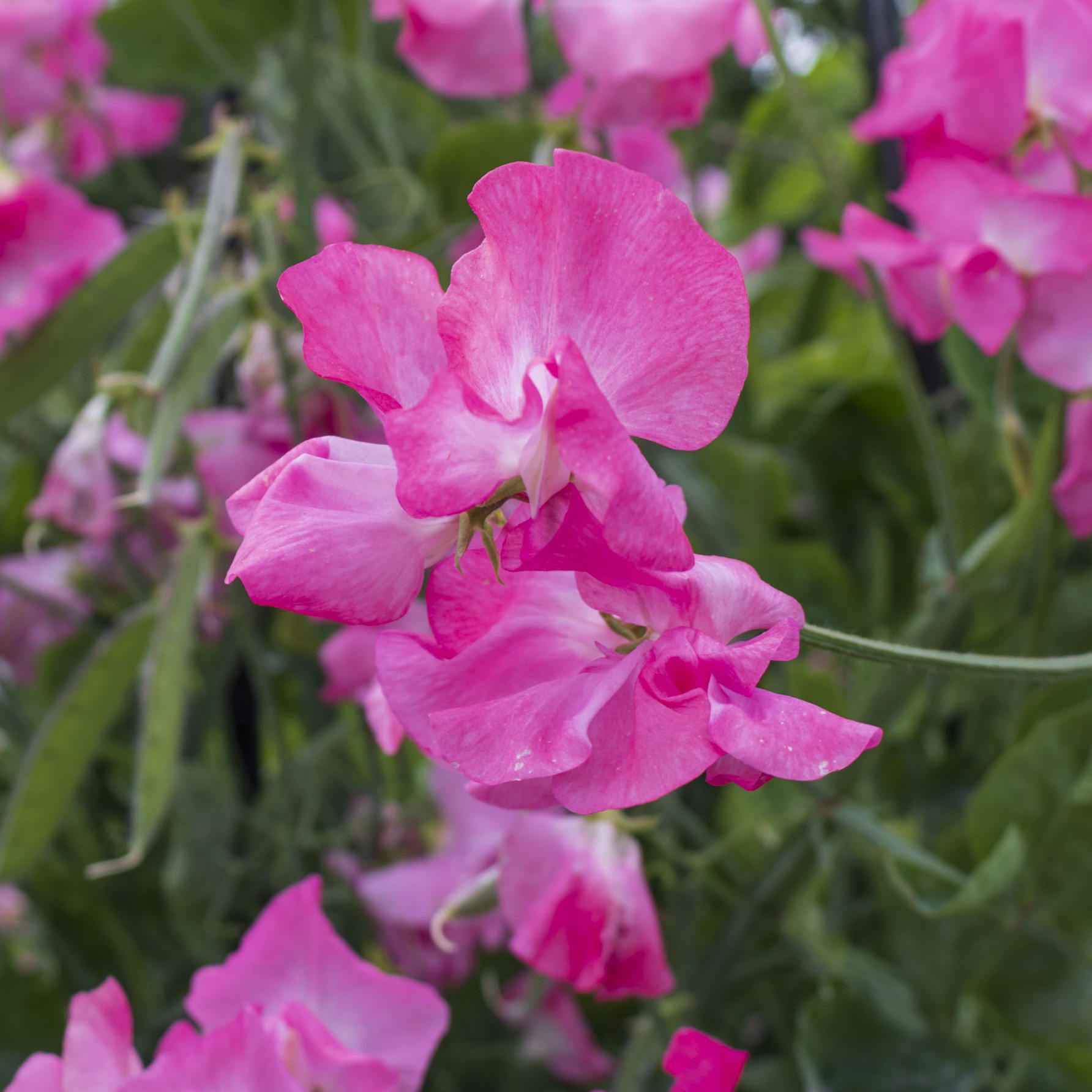 Sweet Pea Lipstick - Image 2