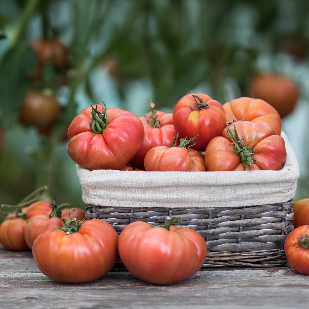Tomato Brandywine Pink