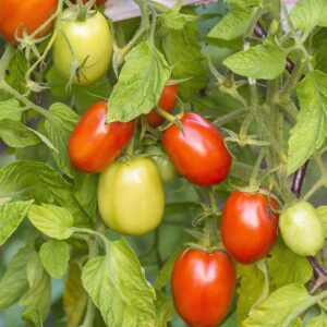 Davis UC 82 tomatoes growing on the vine with ripe red and unripe green fruits and leaves