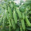 Sugar Snap Pea Sugar Bon - Image 2