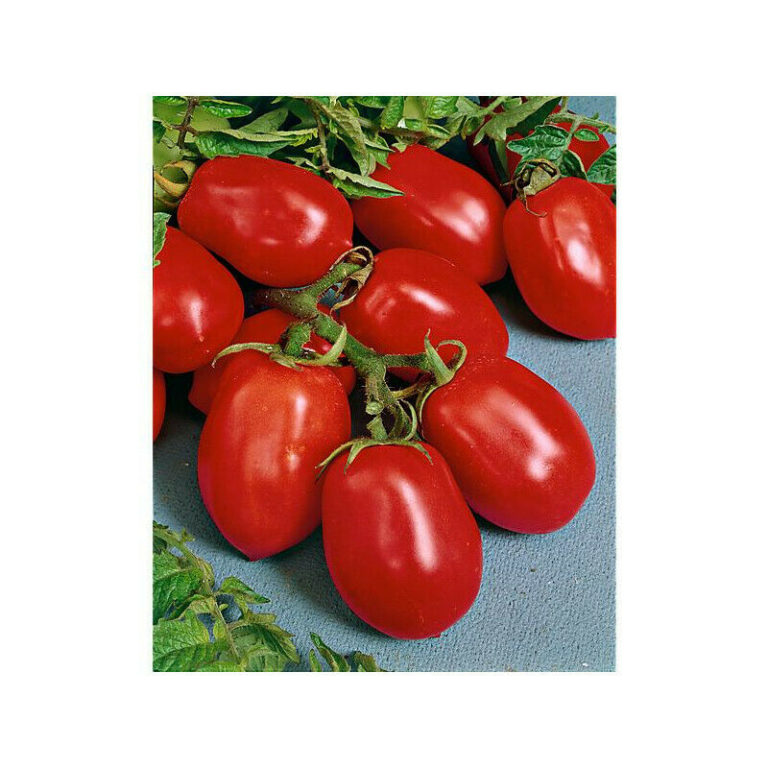 TOMATO DAVIS UC 82 Premier Seeds Direct