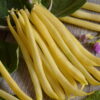 Dwarf Yellow French Bean Rocquencourt Organic Seeds