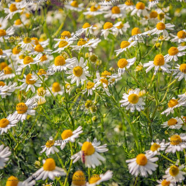 Herb German Chamomile Matricaria Recuita - Premier Seeds Direct