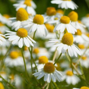 Herb German Chamomile Matricaria Recuita