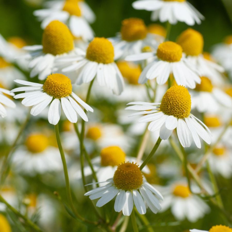 Herb German Chamomile Matricaria Recuita