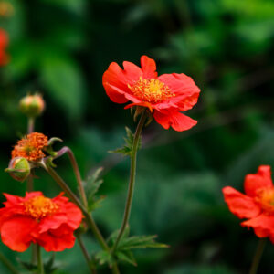 Geum Seeds