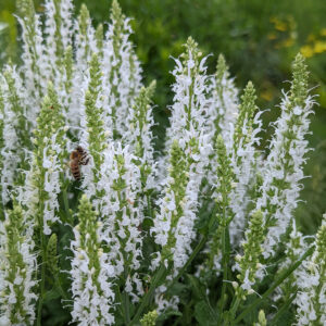 White Giant Hyssop Agastache Mexicana flowers on tall spikes with a bee and blurred green background.