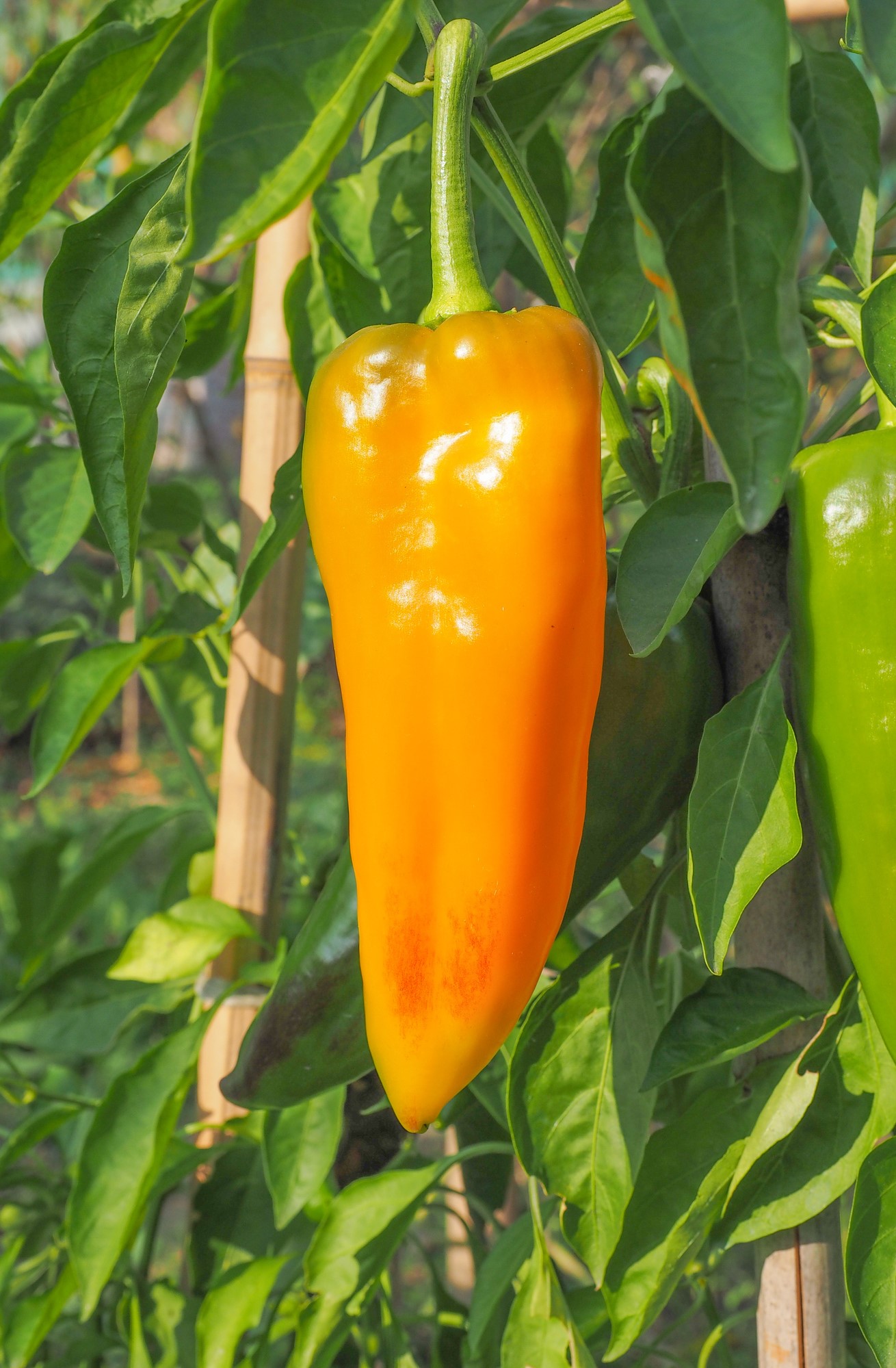 Sweet Pepper - Corno DI Toro Giallo Organic - Premier Seeds Direct