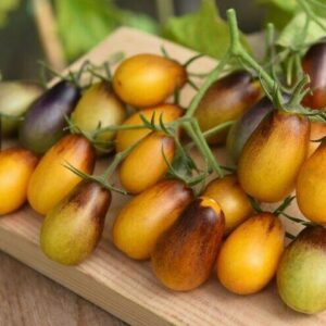 Tomato Cherry - Indigo Pear Drops