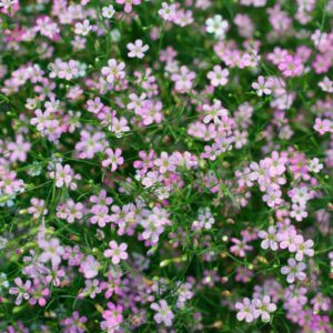 Gypsophila - Elegans Pink