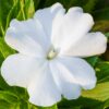 Impatiens Walleriana - Busy Lizzie White - Image 2