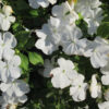Impatiens Walleriana - Busy Lizzie White