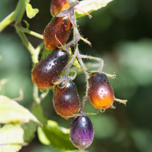 Tomato Indigo Pear Drops