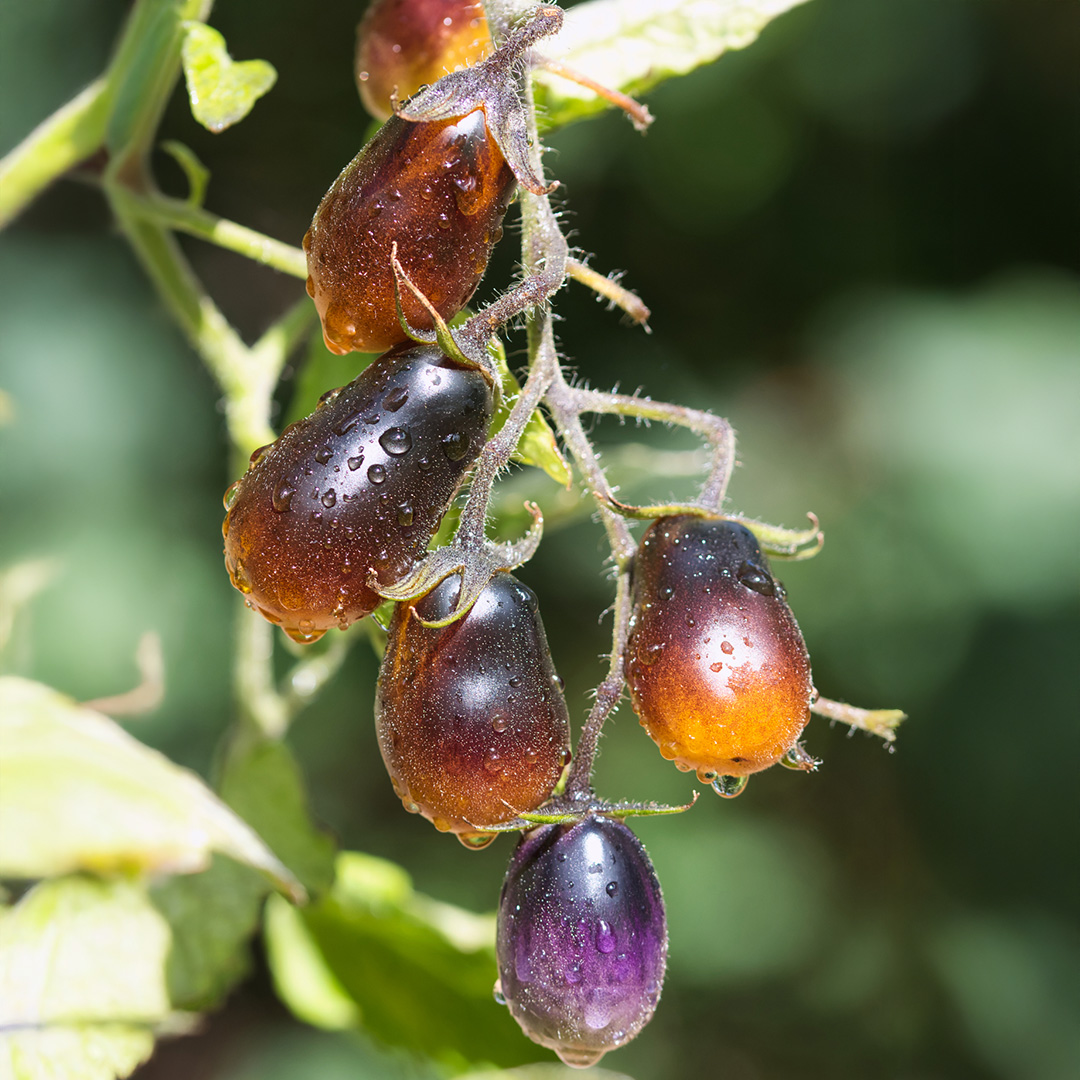 Tomato Indigo Pear Drops