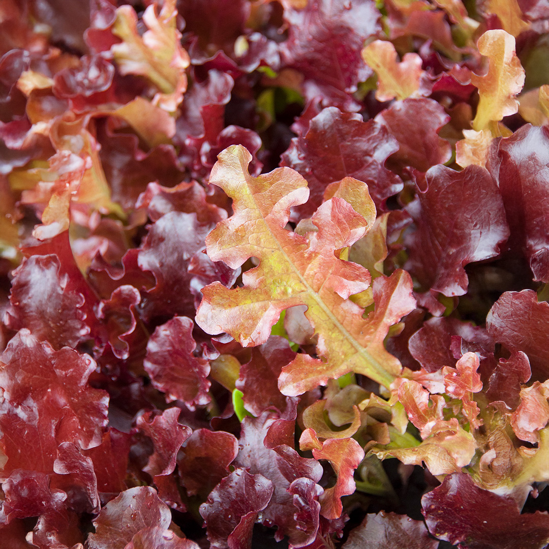 Red Oakleaf lettuce leaves