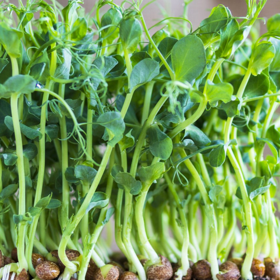 Micro Green Pea Shoots - Tendril - Premier Seeds Direct