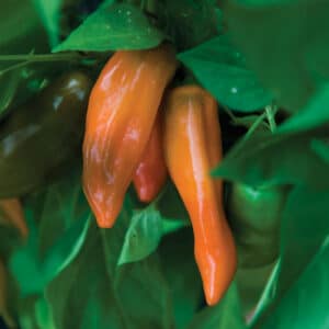 Orange Tangerine Dream Sweet Peppers growing on the plant with leafy green foliage