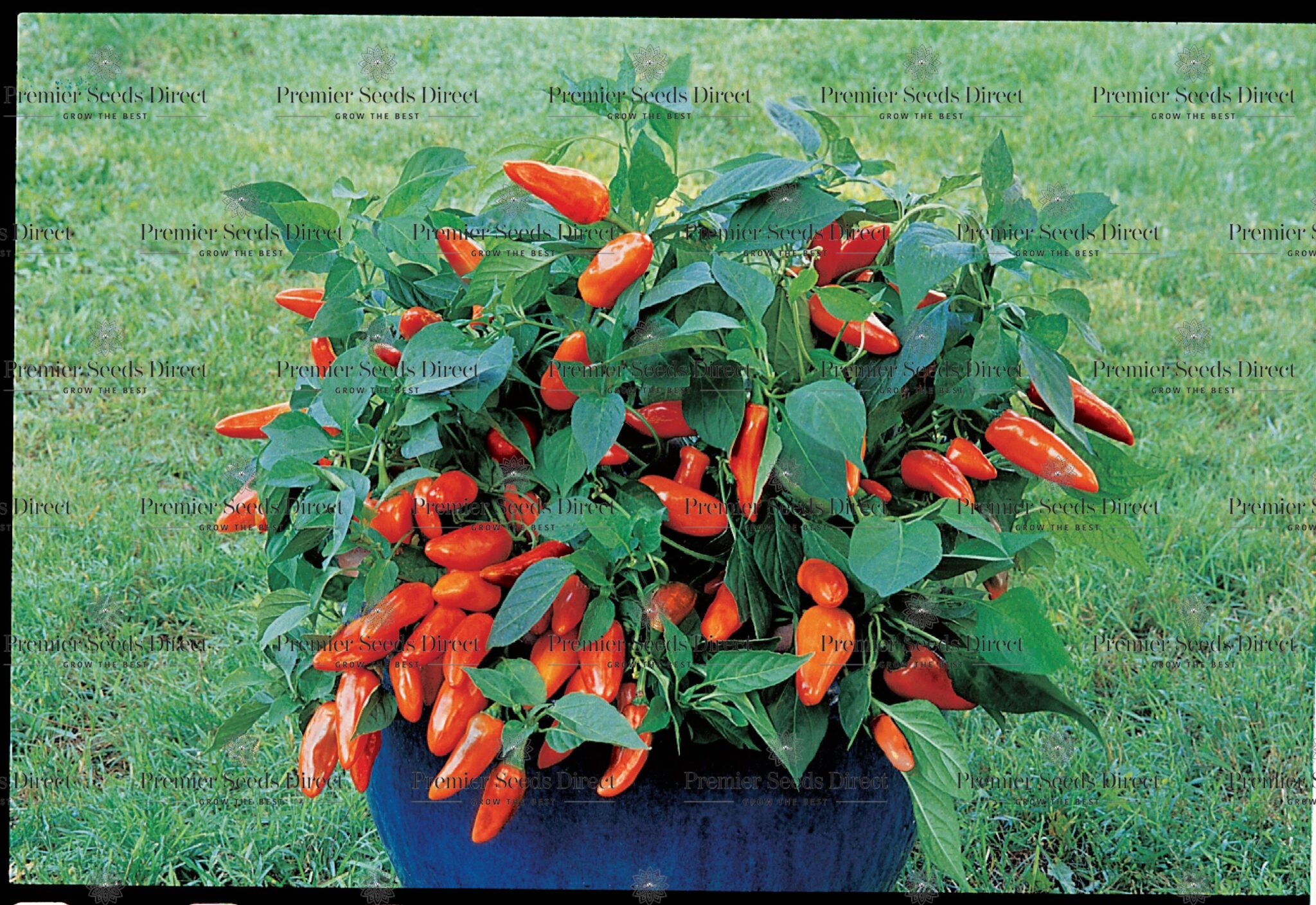 Sweet Pepper Tangerine Dream Premier Seeds Direct