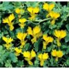 Nasturtium Peregrinum Climbing Canary Creeper