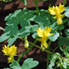 Nasturtium Peregrinum Climbing Canary Creeper