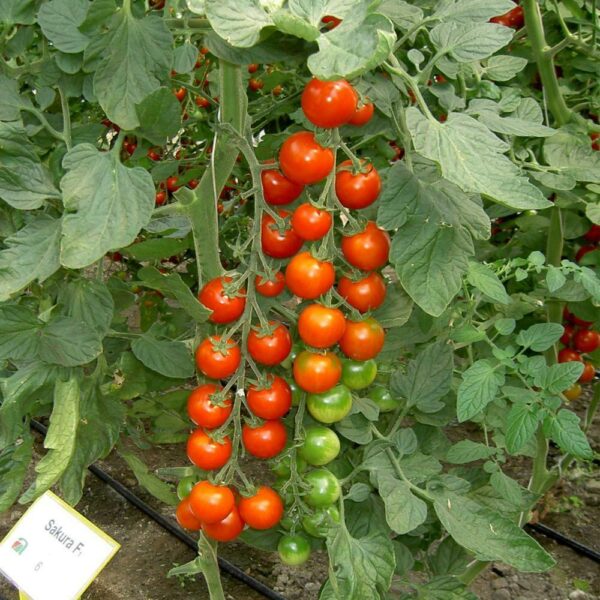 TOMATO SAKURA – Premier Seeds Direct